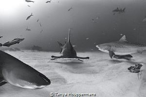 'When the Stars and the Sharks Align' - A hammerhead, tig... by Tanya Houppermans 